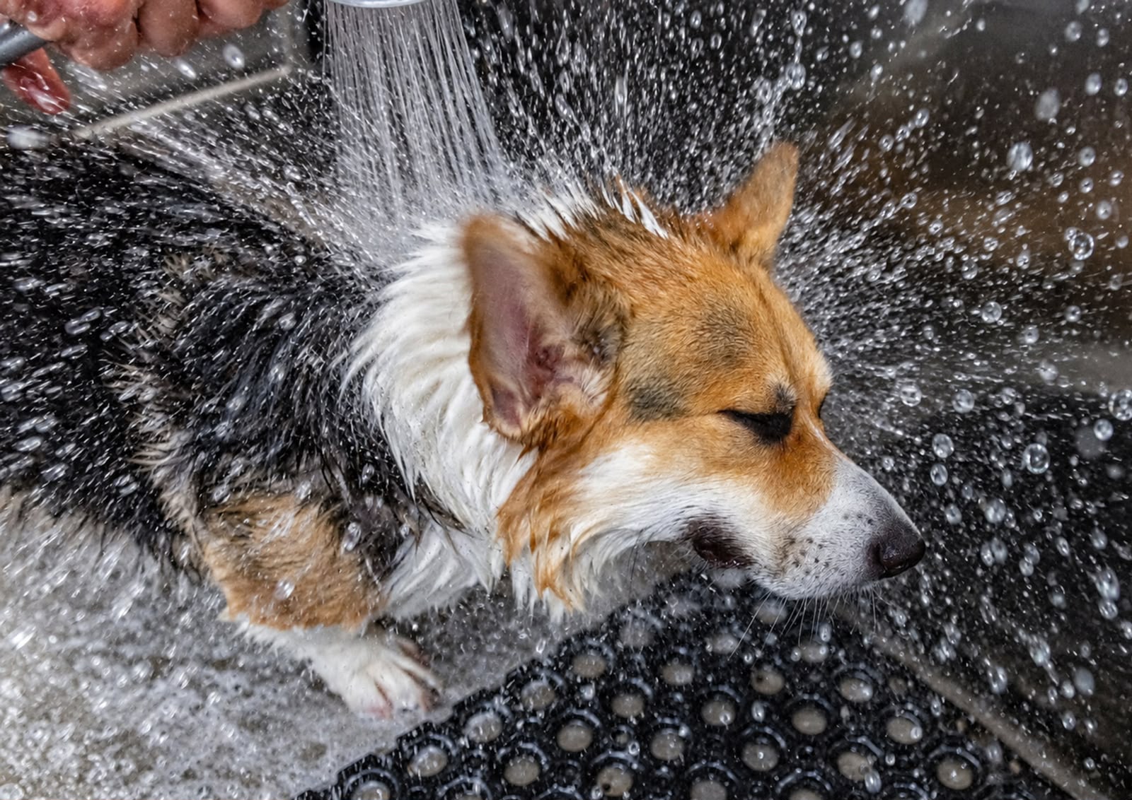 Dog splashing water at Wash Your Woofer